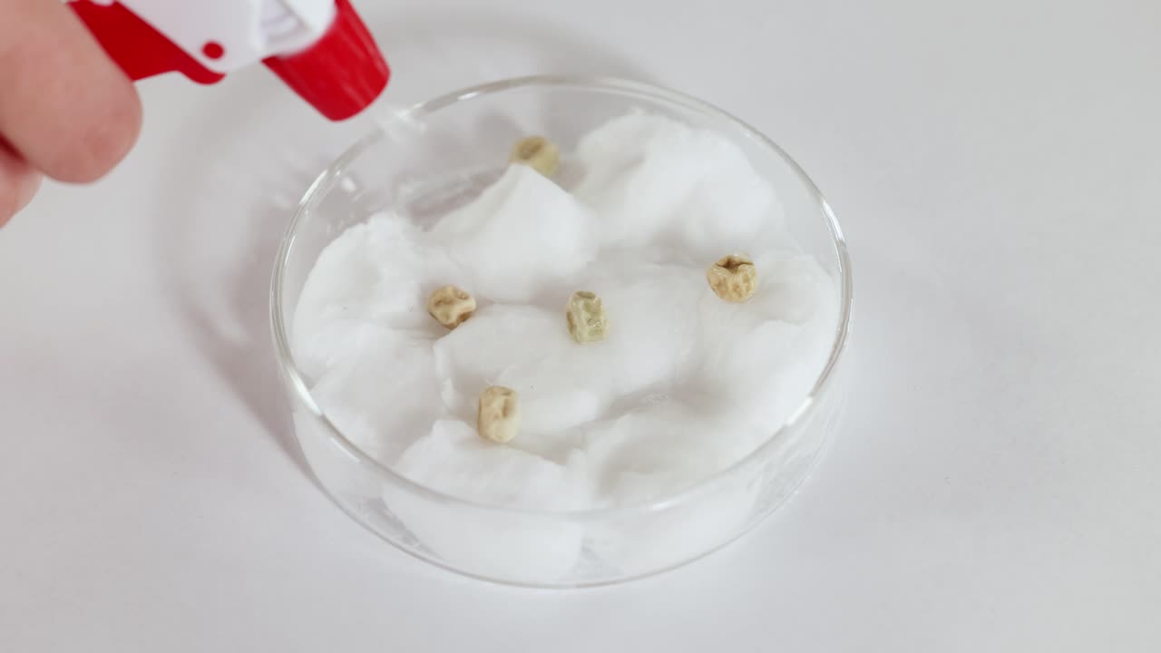 A scientist waters seeds on cotton wool in a petri dish, showcasing early growth stages in a controlled lab environment