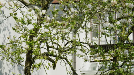 magnolia tree in bloom by european building
