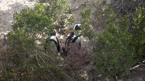 Zwei-Afrikanische-Pinguine-Am-Boulders-Beach-In-Kapstadt-Hinter-Den-Büschen