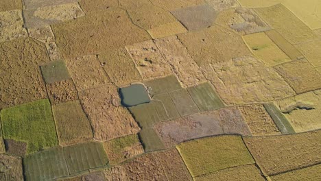 cinematic aerial shot of ripe rice paddy fields farmland, bangladesh