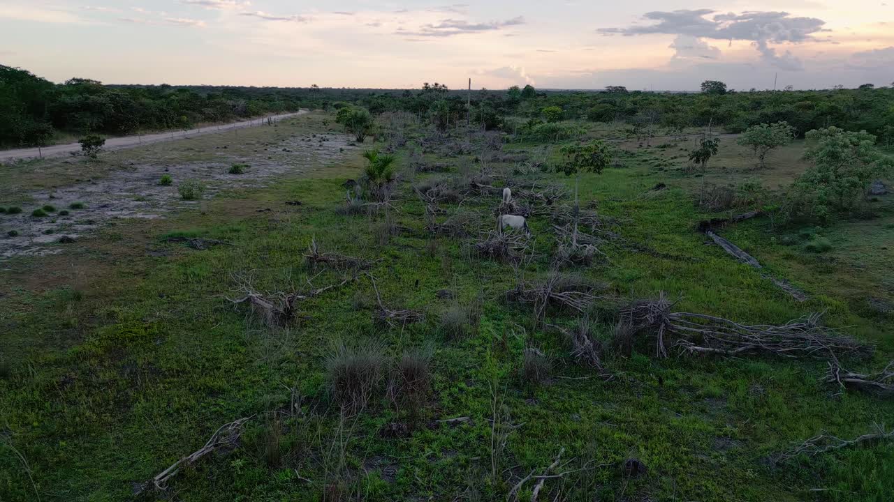 Letto asciutto di un fiume nella savana del Cerrado brasiliano, che mostra palme buriti e vegetazione degradata, a illustrare l'impatto dei cambiamenti climatici e le sfide ambientali, Brasile