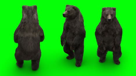 el oso de pie. una animación realista en pantalla verde.