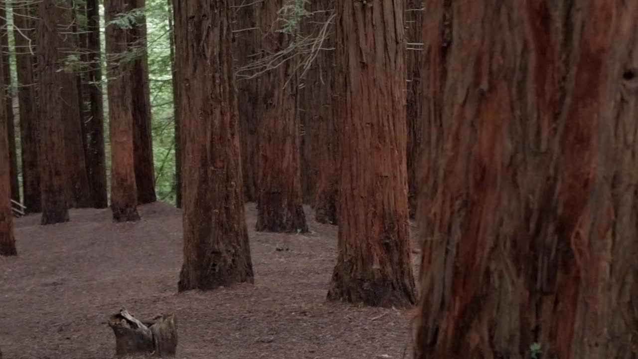 Tall sequoia trees towering over forest floor in a serene, natural landscape