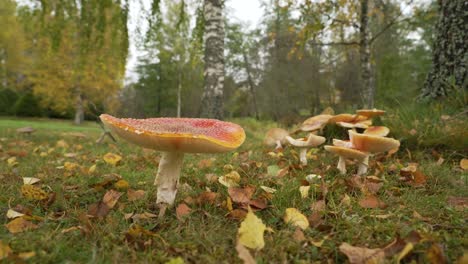 Agárico-De-Mosca-En-El-Bosque-De-Otoño