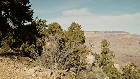 parque nacional del gran cañón borde sur en arizona con dolly disparado de izquierda a derecha moviéndose desde el árbol para revelar el cañón