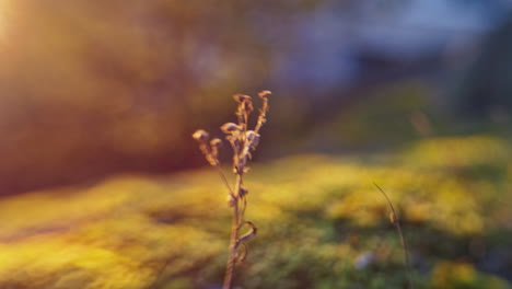 low angle point of view shot going through long blades of vibrant green grass, ending in a small flower