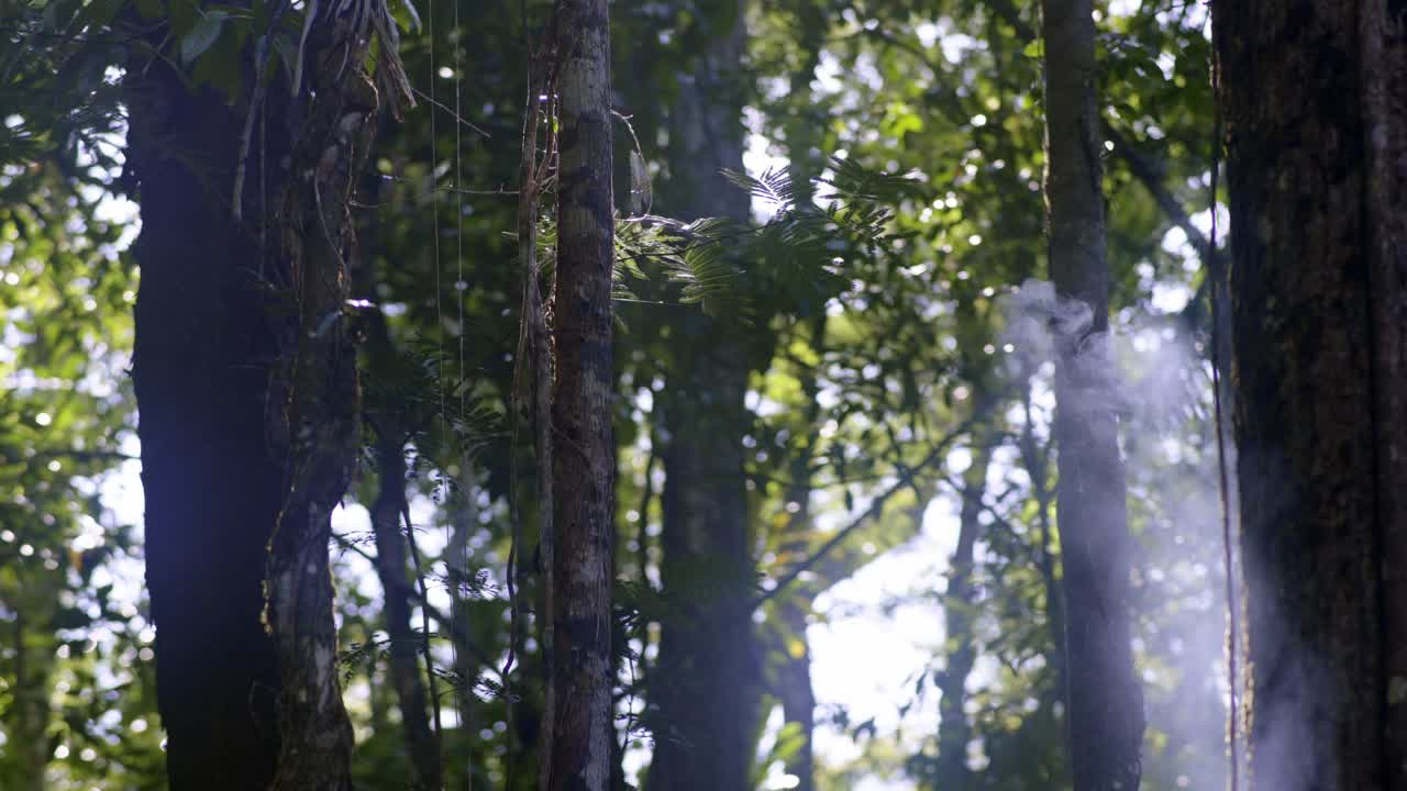 빛이 울창한 숲을 가로질러 흐르고
