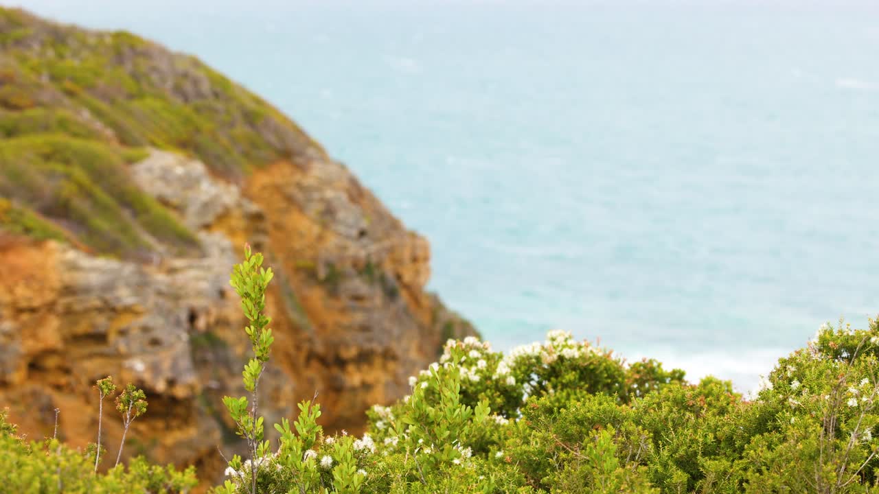 Lush greenery and rugged cliffs overlook the serene ocean under soft daylight, capturing the tranquil beauty of Australia's coastline