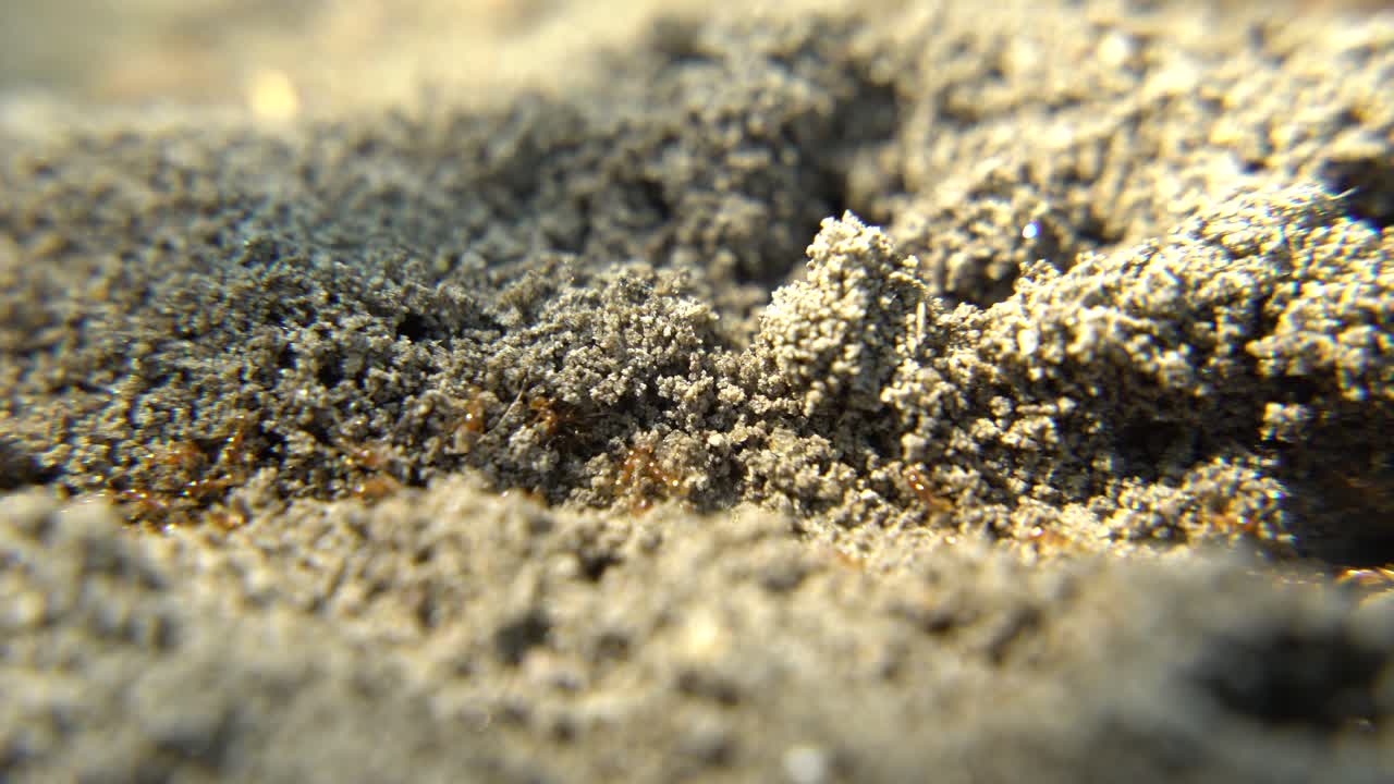 개미들은 길을 따라 행진하고 있습니다.