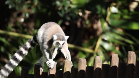 lemur carefully walking along a wooden fence