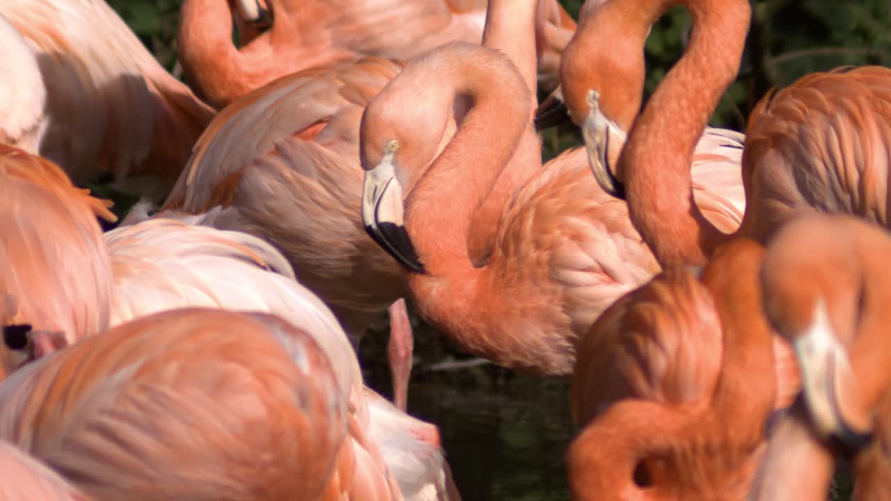 천천히 움직이는 동물원 의 플라밍고 집단