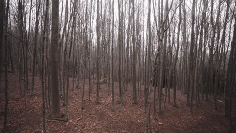 uneasy feeling creepy feeling at montseny barcelona spain