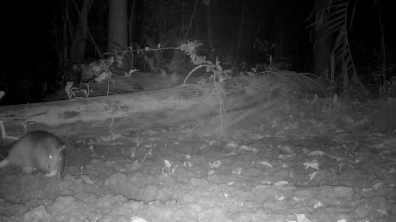 Armadillo at night in the amazon rainforest