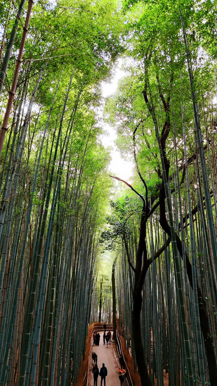 Walk along the alley between the bamboo trees. Tourist walking in the forest in Kyoto, Japan. Vertical video.