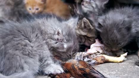 homeless hungry kittens eats a caught bird on the street