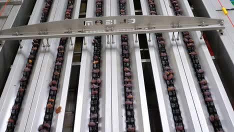 toma estática de dátiles que pasan por la máquina para un proceso de control de calidad