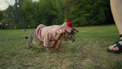 small funny cat in halloween deer costume on the green grass walking in the park. close-up of pretty kitty