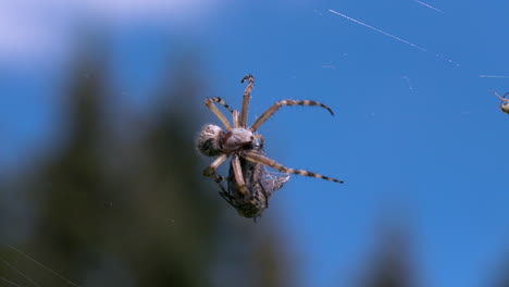 spider on a web with prey