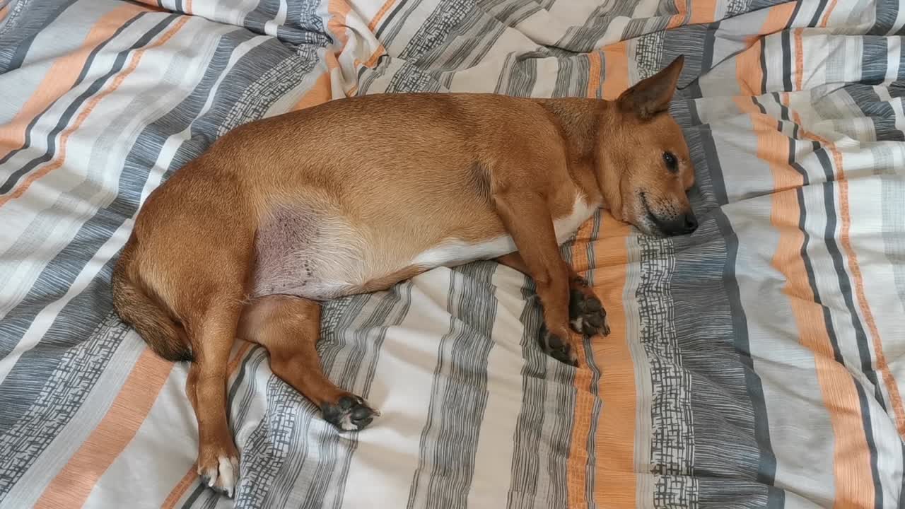 video de un perro tratando de dormir después de un largo paseo que la llevé, amando la vida y divirtiéndose