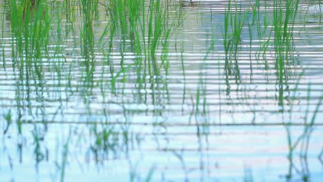 slow motion - the wavy surface of the lake water with growing green grass