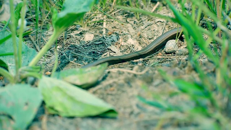Koperhagedis die zich langzaam verstopt in het dikke lange gras