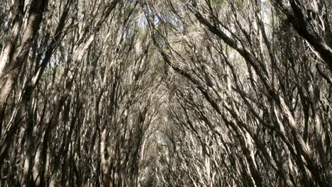 tree tunnel swaying in the breeze