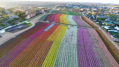 Colorful-flower-fields-in-Carlsbad,-California,-on-a-sunny-day