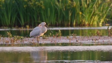 common spoonbill with white feathers stands on one leg in stream, profile shot