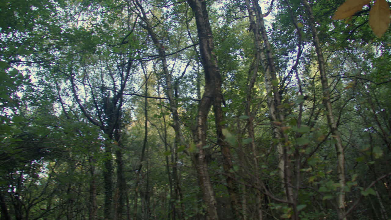 Ampla tomada panorâmica da direita para a esquerda de um caminho, trilha ou picada na mata de Lyminge, junto ao estacionamento de Westwood.