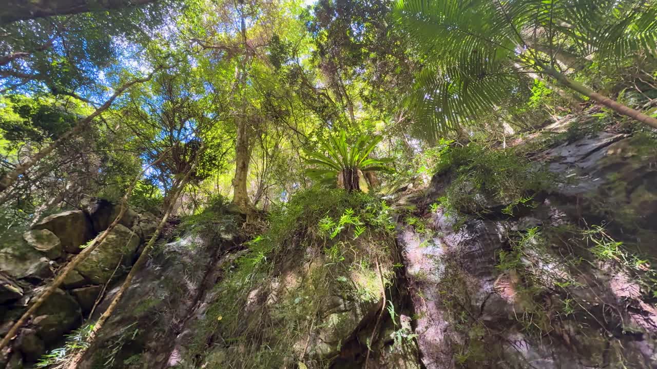 Camera tilts upward, revealing dense rainforest trees, ferns, and sunlight filtering through foliage