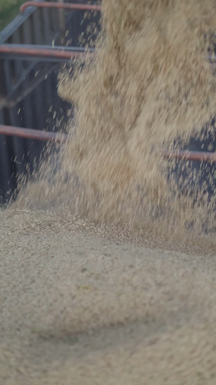 Super slow motion shot of many freshly harvested grains of rice falling into a cargo truck