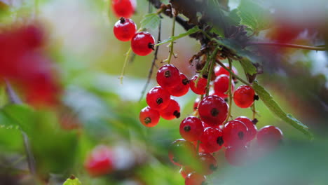 tasty redcurrant ribes rubrum on branch waving in natural sunlight