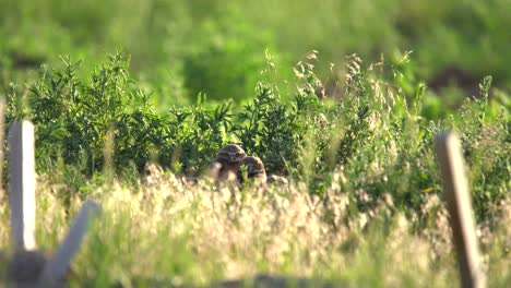 burrowing owl chicks observing their surrounding from their nest