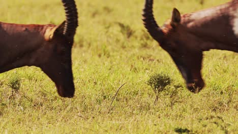 slow motion of topi fighting in fight, african wildlife animals clashing antlers, banging and butting heads in territorial animal behaviour, amazing behavior in masai mara, africa