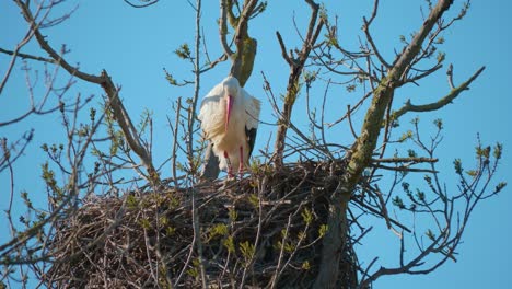 Störche-In-Einer-Natürlichen-Umgebung,-In-Einem-Baum,-In-Ihrem-Nest