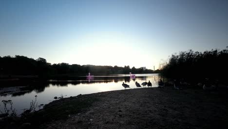 Time-lapse-Barnacle-gooses-silhouette-with-clear-sky-at-Toolonlahti-Helsinki