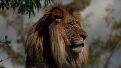 León-Africano-Macho---León-De-Melena-Negra-Que-Mira-A-Lo-Lejos-Y-Gira-La-Cabeza-Hacia-El-Otro-Lado-En-El-Zoológico-De-Granby,-Quebec,-Canadá