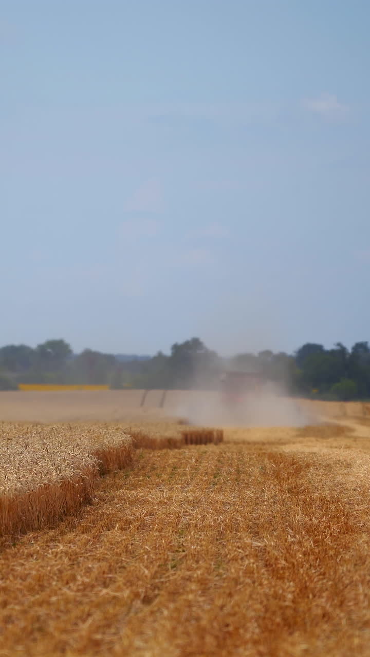 Combine harvester in action on wheat field. Process of gathering ripe crop from the fields. Agricultural technic in field. Special technic in action. Vertical video