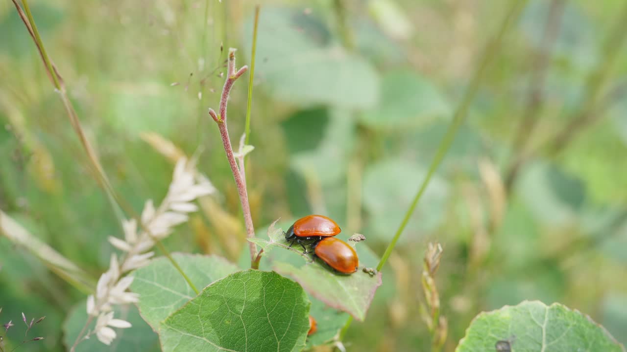 Two ladybugs nesting on each other are hanging on a leaf on a meadow
