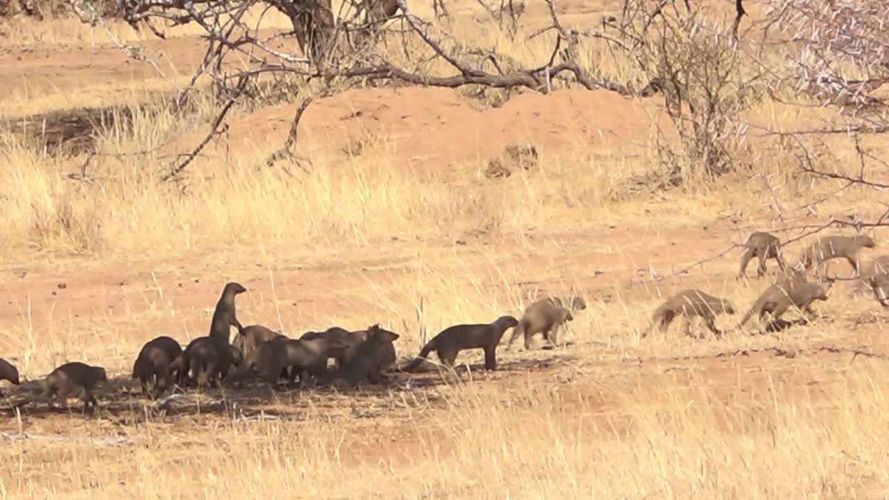 나미비아 아프리카의 평원을 가로지르는 몽구스
