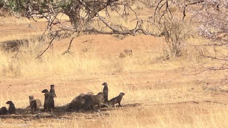 Mangosta-Atraviesa-Las-Llanuras-De-Namibia-África