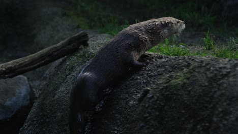 otter jumps out of water up the river bank epic slow motion