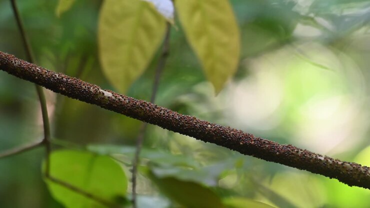 Termitter bevæger sig på en lian set dybt inde i junglen, Isoptera, Kaeng Krachan Nationalpark, Thailand
