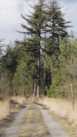 forest path