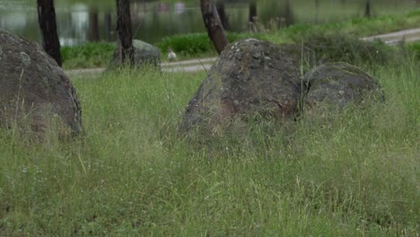 Auf-Natürlichen-Offenen-Farmwildhühnern,-Die-Auf-Wildem-Grünem-Gras-Herumlaufen