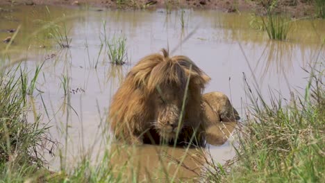 Männlicher-Löwe-Schläft-Im-Seichten-Wasser,-Umgeben-Von-Gras