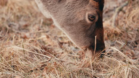 Head-Of-Fallow-Deer-Eating-Grass-On-Field-In-Netherlands