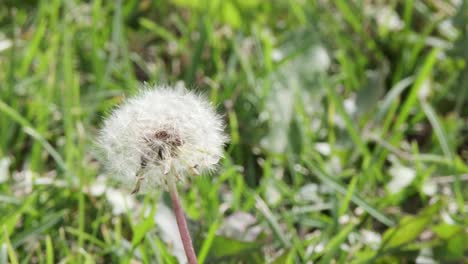 primer plano de una bola de pelusa de diente de león blanco en hierba verde ventosa