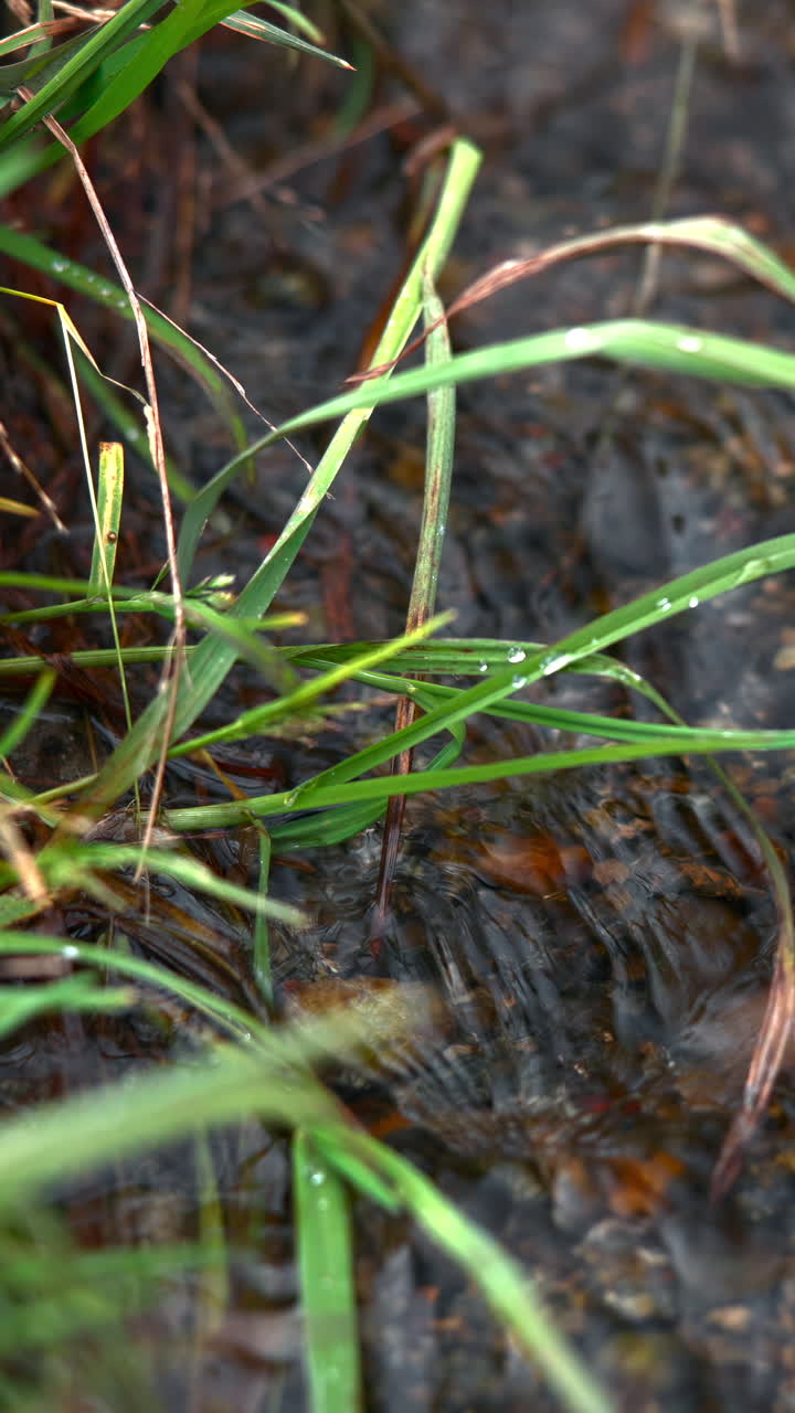 Primo piano di erba verde e acqua che scorre in un ruscello