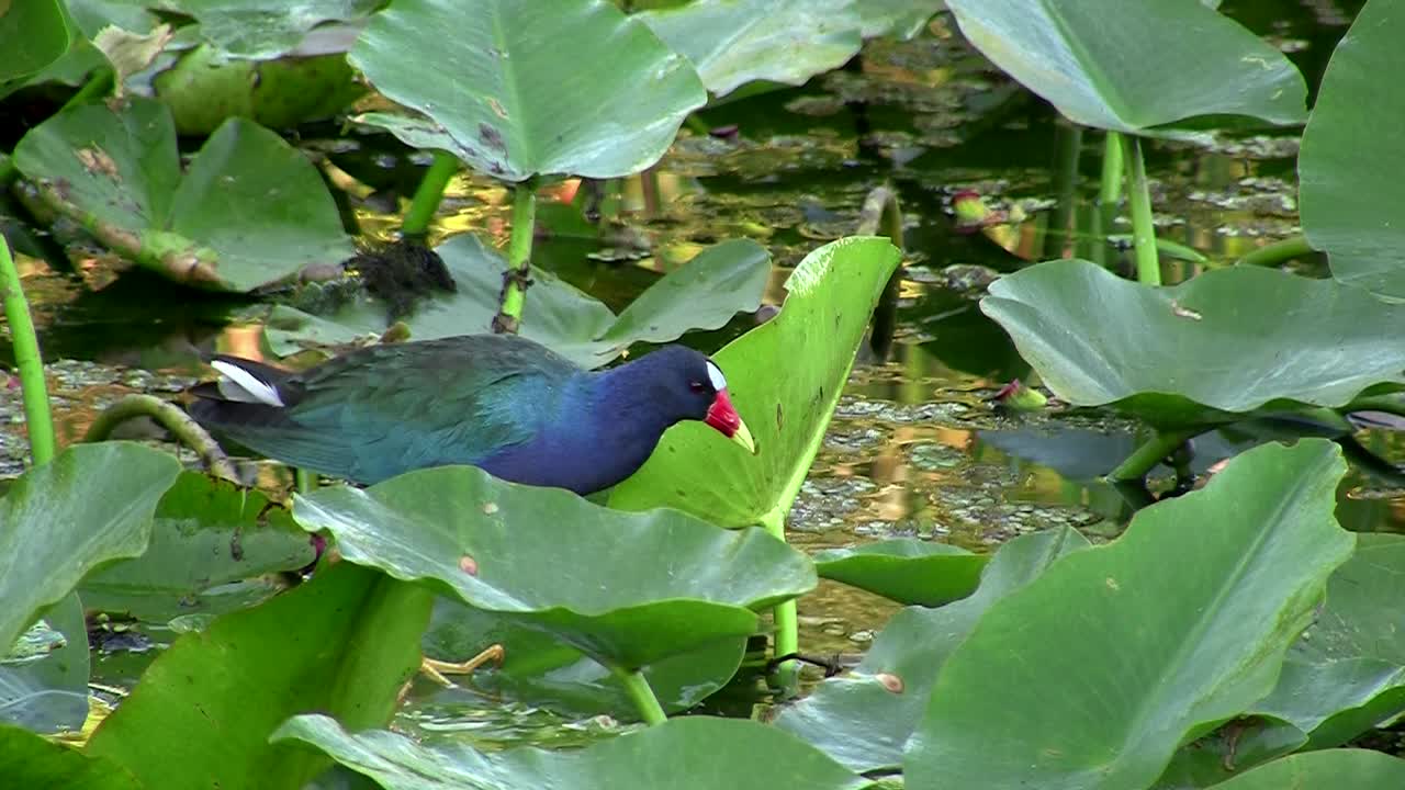 수생 식물을 조정하는 플로리다의 물을 가로지르는 보라색 갈리눌레
